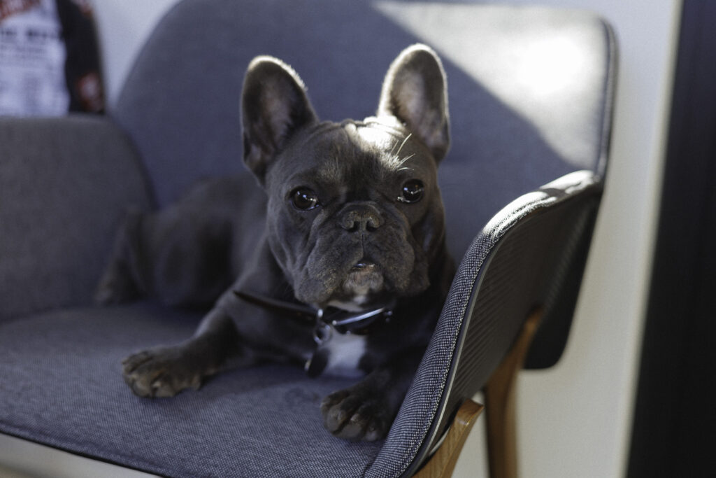 An image of an adult French Bulldog sitting on a chair.