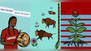 A drawing featuring an Indigenous person holding a drum with a LANDBACK shirt next to three American bison and a plant with roots across red and blue stripes.